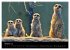 Erdmännchen - Tierkinder (Wandkalender... - Bild 3