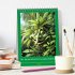 Der humoristische Cannabis Kalender... - Bild 2
