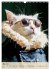 Tierischer Style (Wandkalender 2026 DIN... - Bild 11