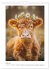 Niedliche Hochland Rinder (Wandkalender... - Bild 13