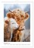 Niedliche Hochland Rinder (Wandkalender... - Bild 4