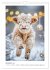 Niedliche Hochland Rinder (Wandkalender... - Bild 5