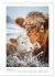 Niedliche Hochland Rinder (Wandkalender... - Bild 7