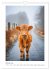 Niedliche Hochland Rinder (Wandkalender... - Bild 8
