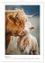 Niedliche Hochland Rinder (Wandkalender... - Bild 9