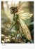 Elfenlicht (Wandkalender 2026 DIN A2... - Bild 11