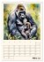 Schimpansen & Gorillas (Wandkalender... - Bild 9