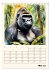 Schimpansen & Gorillas (Tischkalender... - Bild 11