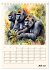 Schimpansen & Gorillas (Tischkalender... - Bild 13