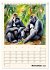 Schimpansen & Gorillas (Tischkalender... - Bild 4