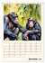 Schimpansen & Gorillas (Tischkalender... - Bild 5