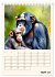 Schimpansen & Gorillas (Tischkalender... - Bild 10