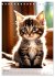 Katzenkinder (Tischkalender 2026 DIN A5... - Bild 13