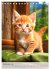 Katzenkinder (Tischkalender 2026 DIN A5... - Bild 15