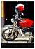 SUZUKI BIKER IN HAVANNA (hochwertiger... - Bild 12