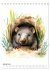 Australiens Tiere - Illustriert in... - Bild 7