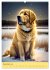 Golden Retriever. Kunstvolle Porträts... - Bild 5