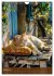 Kuschelkatzen - Fellnasen im... - Bild 14