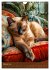 Kuschelkatzen - Fellnasen im... - Bild 8