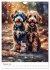 Der Aussiedoodle - Lebensfreude pur... - Bild 8