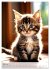 Katzenkinder (hochwertiger Premium... - Bild 12