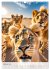 Lustige Tier-Selfies (Wandkalender 2026... - Bild 8