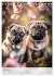 Mein Mops-Kalender (Tischkalender 2026... - Bild 9