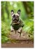 Frenchie Couture - Französische... - Bild 12