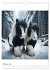 Gypsy Vanner Tinker - die... - Bild 8