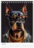 Hunde im Hipster Stil (Tischkalender... - Bild 12