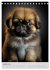 Zauberhafte Hundebabys (Tischkalender... - Bild 7