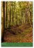 Ich bin dann mal im Wald (Wandkalender... - Bild 11