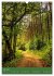 Ich bin dann mal im Wald (Wandkalender... - Bild 13