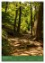 Ich bin dann mal im Wald (Wandkalender... - Bild 5