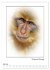 Affenblicke (Wandkalender 2026 DIN A2... - Bild 13