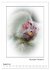 Affenblicke (Wandkalender 2026 DIN A2... - Bild 14