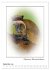 Affenblicke (Wandkalender 2026 DIN A2... - Bild 15