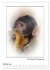 Affenblicke (Wandkalender 2026 DIN A2... - Bild 3