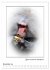 Affenblicke (Wandkalender 2026 DIN A2... - Bild 4