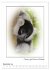 Affenblicke (Wandkalender 2026 DIN A2... - Bild 5