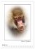 Affenblicke (Wandkalender 2026 DIN A2... - Bild 7