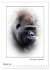 Affenblicke (Wandkalender 2026 DIN A2... - Bild 8