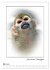 Affenblicke (Wandkalender 2026 DIN A2... - Bild 9