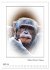 Affenblicke (Wandkalender 2026 DIN A2... - Bild 10