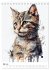 Katzen wie gemalt (Tischkalender 2026... - Bild 11