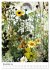 Wiesenmagie (hochwertiger Premium... - Bild 3