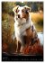 Australian Shepherd (Wandkalender 2026... - Bild 12