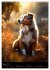 Australian Shepherd (Wandkalender 2026... - Bild 14