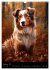 Australian Shepherd (Wandkalender 2026... - Bild 15