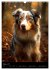 Australian Shepherd (Wandkalender 2026... - Bild 3